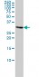 PCNA Antibody (monoclonal) (M02)